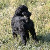 A photo of Sunridge Untouchable Twilight Reverie, a black standard poodle