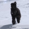 A photo of Sunridge Untouchable Twilight Reverie, a black standard poodle