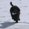 A photo of Sunridge Untouchable Twilight Reverie, a black standard poodle