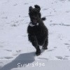 A photo of Sunridge Untouchable Twilight Reverie, a black standard poodle