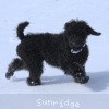 A photo of Sunridge Untouchable Twilight Reverie, a black standard poodle