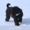 A photo of Sunridge Untouchable Twilight Reverie, a black standard poodle