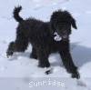 A photo of Sunridge Untouchable Twilight Reverie, a black standard poodle