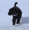 A photo of Sunridge Untouchable Twilight Reverie, a black standard poodle