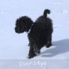 A photo of Sunridge Untouchable Twilight Reverie, a black standard poodle