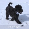 A photo of Sunridge Untouchable Twilight Reverie, a black standard poodle