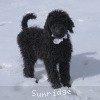 A photo of Sunridge Untouchable Twilight Reverie, a black standard poodle