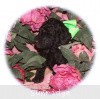 A photo of X. Twilight Princess, a silver standard poodle