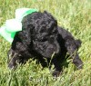 A photo of X. Twilight Princess, a silver standard poodle