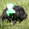 A photo of X. Twilight Princess, a silver standard poodle