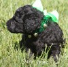 A photo of X. Twilight Princess, a silver standard poodle