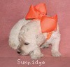 A photo of Sunridge Moonlight Dream Maker, a white standard poodle