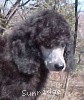 A photo of Sunridge Crystal Vision, a silver standard poodle