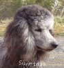 A photo of Sunridge Crystal Vision, a silver standard poodle