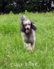 A photo of Sunridge Crystal Vision, a silver standard poodle