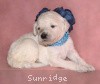 A photo of Sunridge Vision In the Moonlight, a white standard poodle