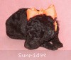 A photo of Sunridge Crystal Princess, a silver standard poodle