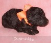 A photo of Sunridge Crystal Princess, a silver standard poodle