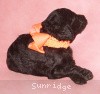 A photo of Sunridge Crystal Princess, a silver standard poodle