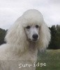 A photo of Sunridge Exquisite Lilly of the Stars, a white standard poodle