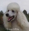 A photo of Sunridge Exquisite Lilly of the Stars, a white standard poodle