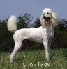 A photo of Sunridge Exquisite Lilly of the Stars, a white standard poodle