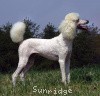 A photo of Sunridge Exquisite Lilly of the Stars, a white standard poodle