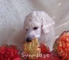 A photo of Sunridge Exquisite Lilly of the Stars, a white standard poodle