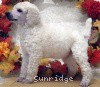 A photo of Sunridge Exquisite Lilly of the Stars, a white standard poodle