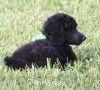 A photo of X. Twilight Princess, a silver standard poodle