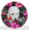 A photo of Sunridge Moonlight Dream Maker, a white standard poodle