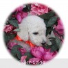 A photo of Sunridge Moonlight Dream Maker, a white standard poodle