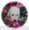 A photo of Sunridge Moonlight Dream Maker, a white standard poodle