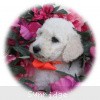 A photo of Sunridge Moonlight Dream Maker, a white standard poodle