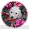 A photo of Sunridge Moonlight Dream Maker, a white standard poodle