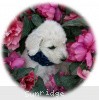 A photo of Sunridge Vision In the Moonlight, a white standard poodle