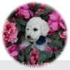 A photo of Sunridge Vision In the Moonlight, a white standard poodle