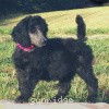 A photo of Sunridge Warrior Princess, a silver standard poodle