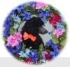 A photo of Sunridge Crystal Princess, a silver standard poodle