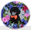 A photo of Sunridge Crystal Princess, a silver standard poodle