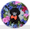 A photo of Sunridge Crystal Princess, a silver standard poodle