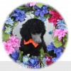 A photo of Sunridge Crystal Princess, a silver standard poodle