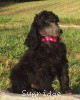 A photo of Sunridge Warrior Princess, a silver standard poodle