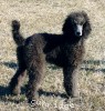 A photo of Sunridge Warrior Princess, a silver standard poodle