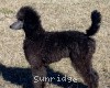 A photo of Sunridge Warrior Princess, a silver standard poodle