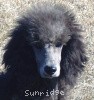 A photo of Sunridge Warrior Princess, a silver standard poodle