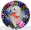 A photo of Sunridge Moonlight Dream Maker, a white standard poodle