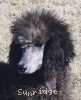 A picture of Sunridge Warrior Princess, a silver standard poodle