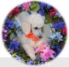 A photo of Sunridge Moonlight Dream Maker, a white standard poodle