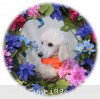 A photo of Sunridge Moonlight Dream Maker, a white standard poodle